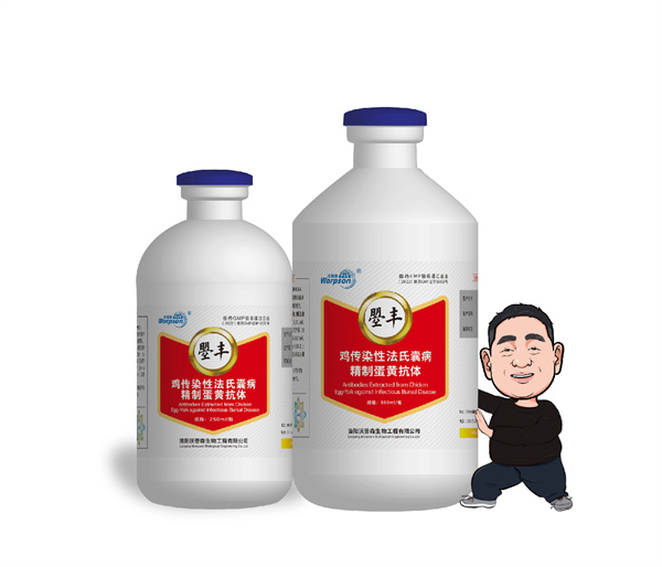 鸡传染性法氏囊病精制蛋黄抗体